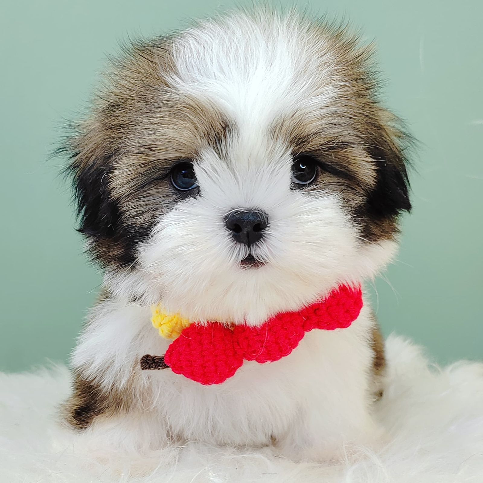 Shih Tzu 西施