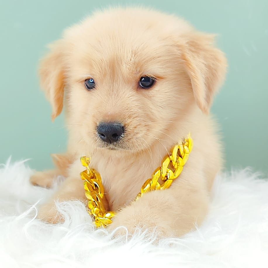 Golden Retriever 黄金猎犬