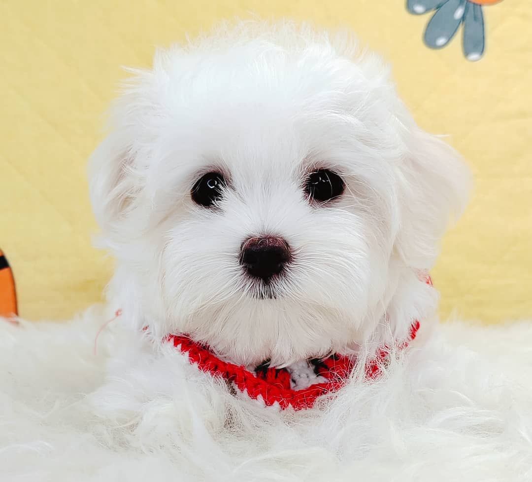 Maltese 马尔济斯