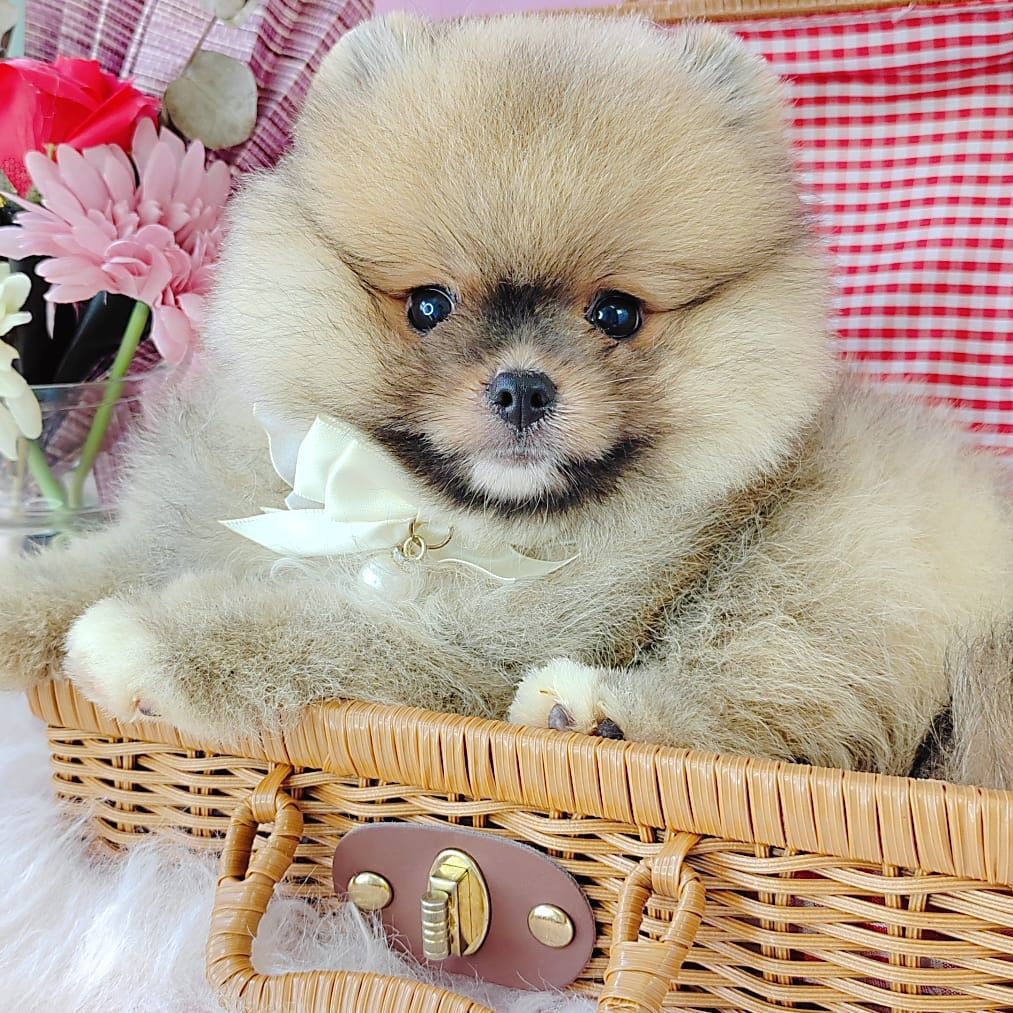 Pomeranian 博美