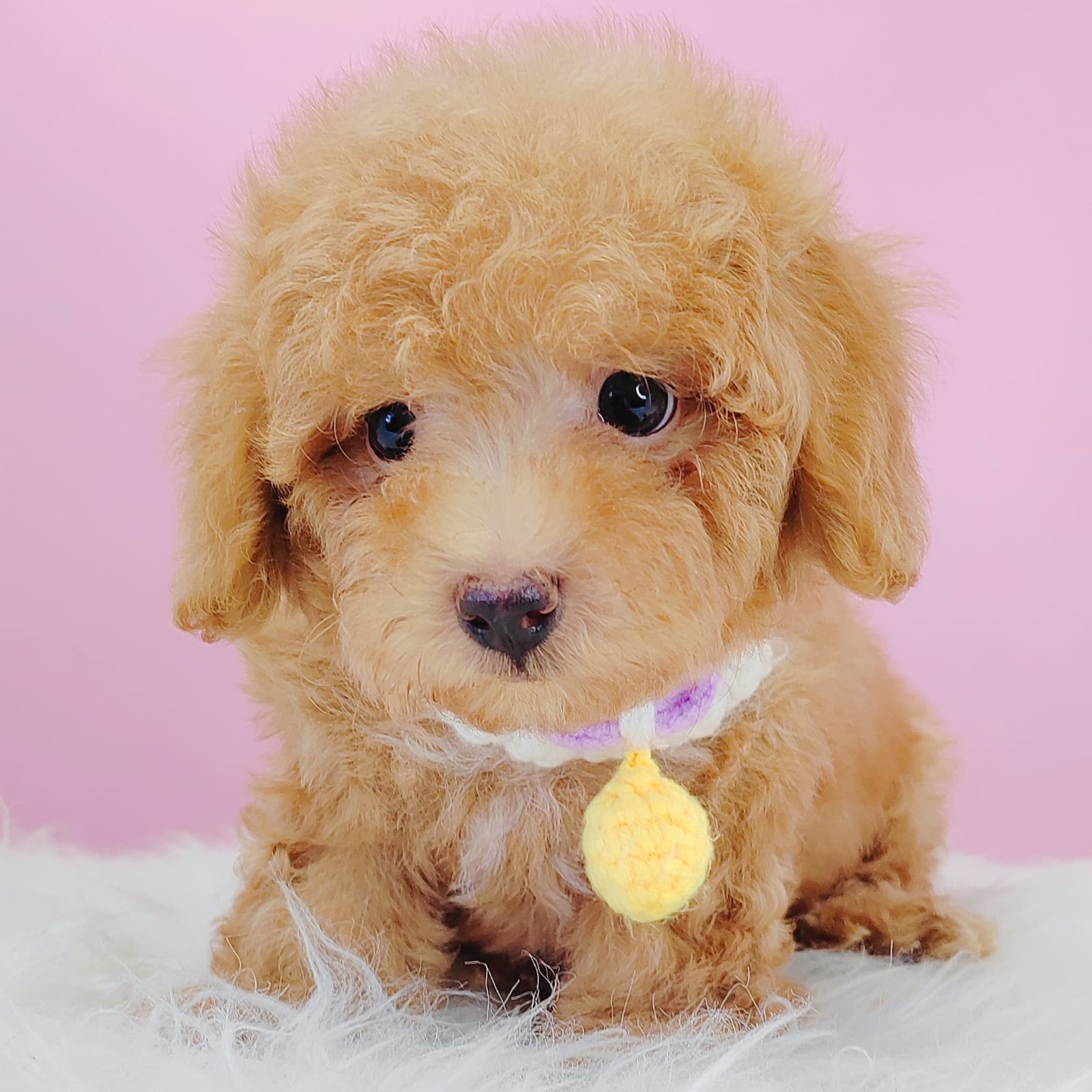 Poodle 璐靛娉拌开