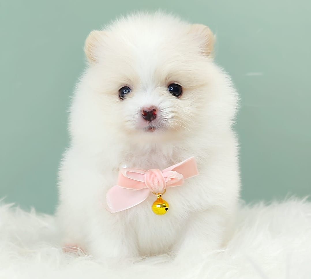Pomeranian 博美