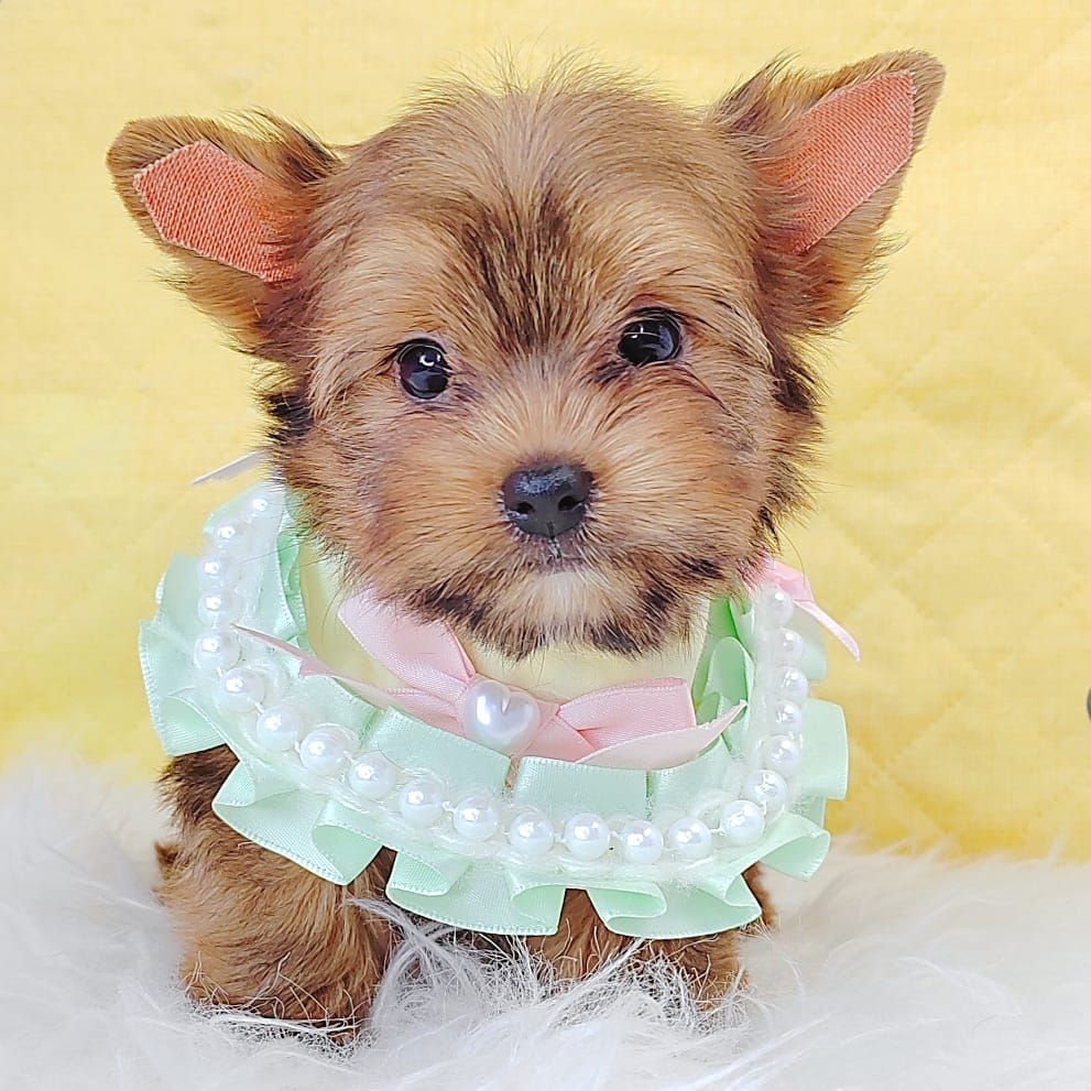 Yorkshire Terrier 约克夏