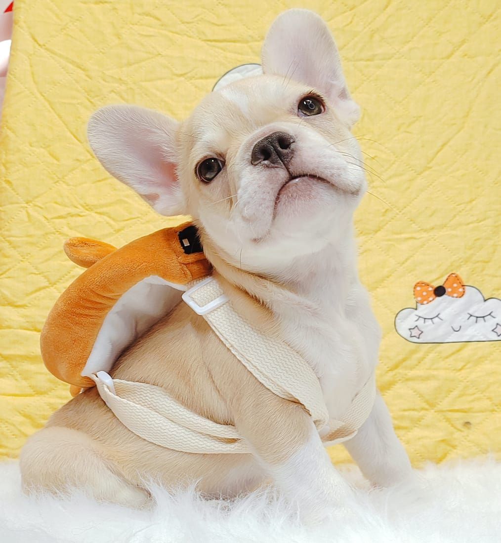 French Bulldog 法斗