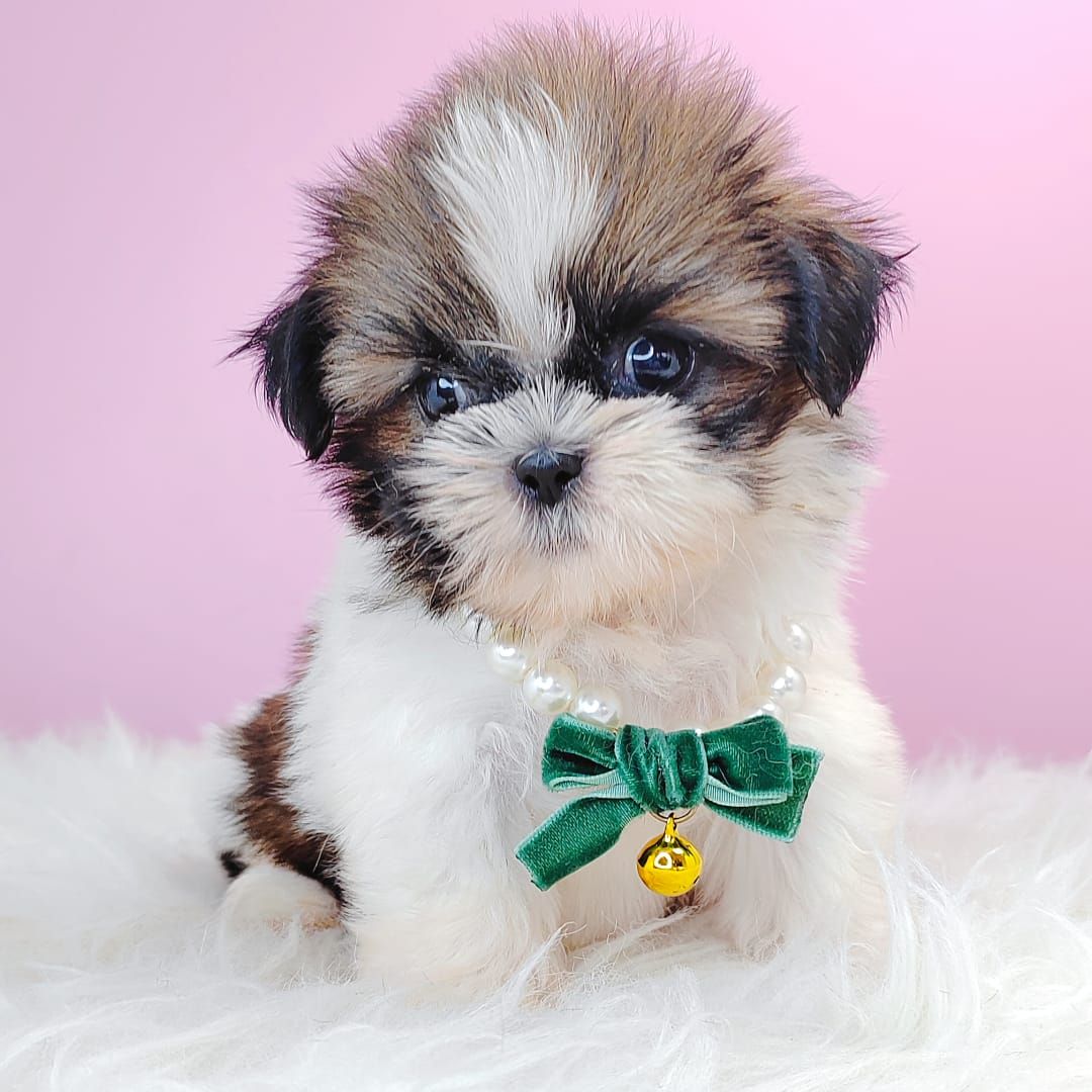 Shih Tzu 西施