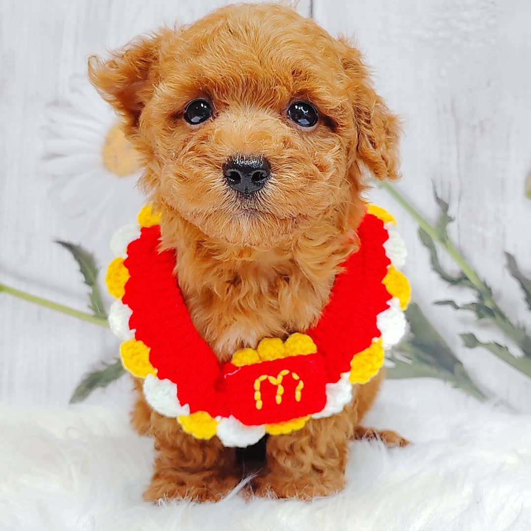 Poodle 璐靛娉拌开