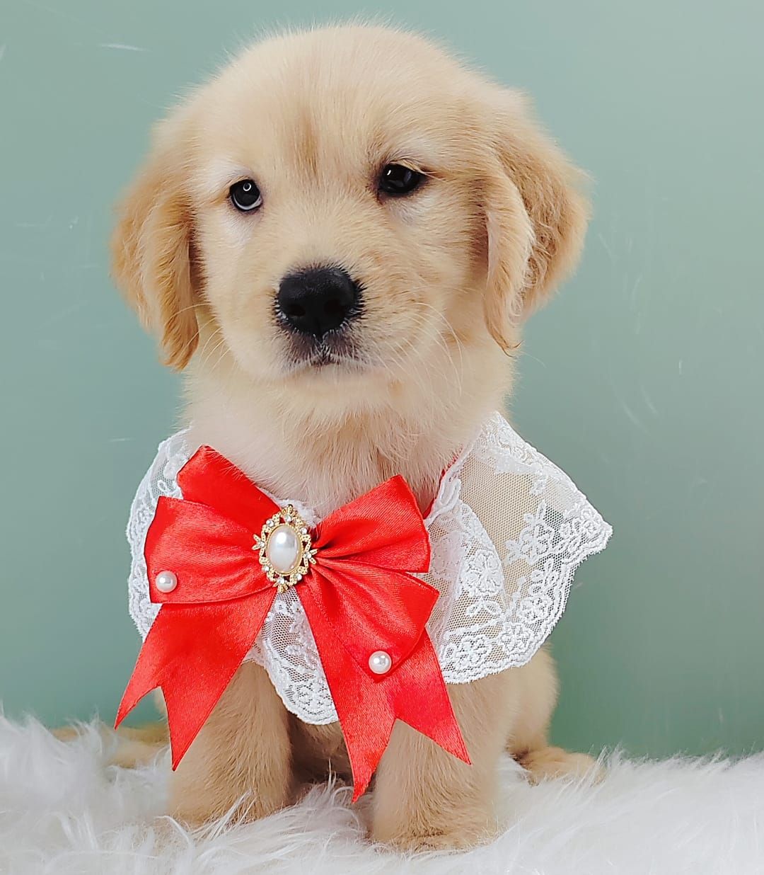 Golden Retriever 黄金猎犬