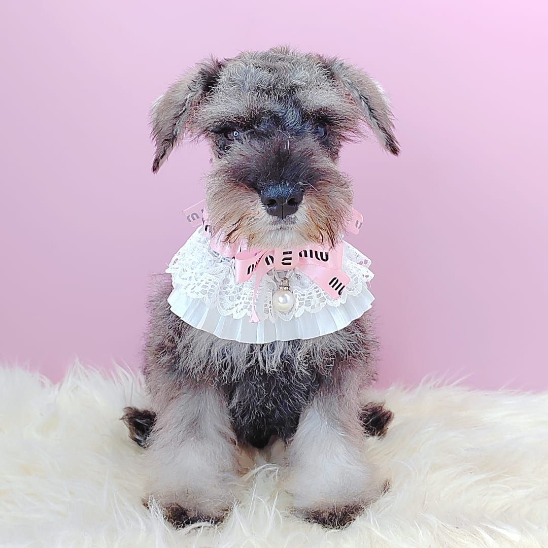 Schnauzer 雪纳瑞