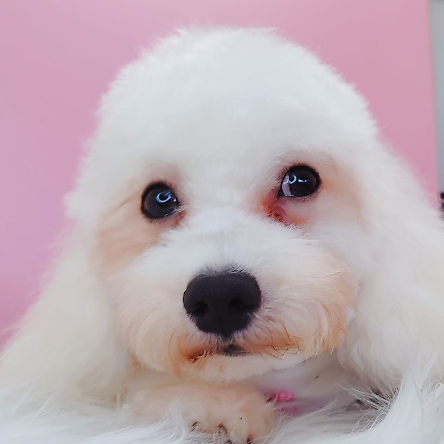 Maltipoo 马尔泰迪