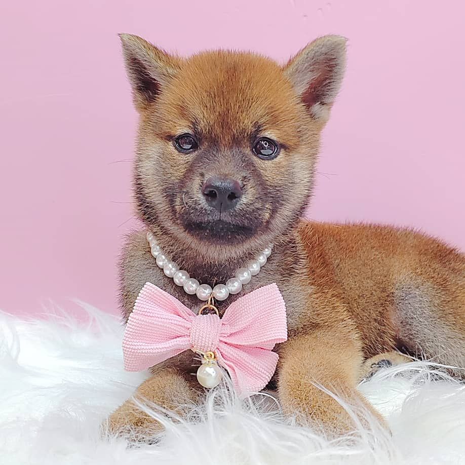 Shiba Inu 柴犬