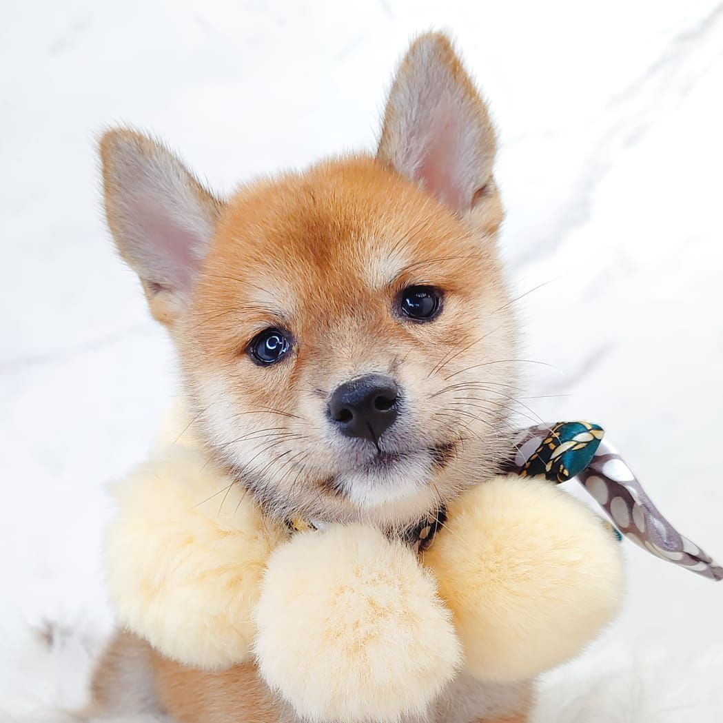 Shiba Inu 柴犬