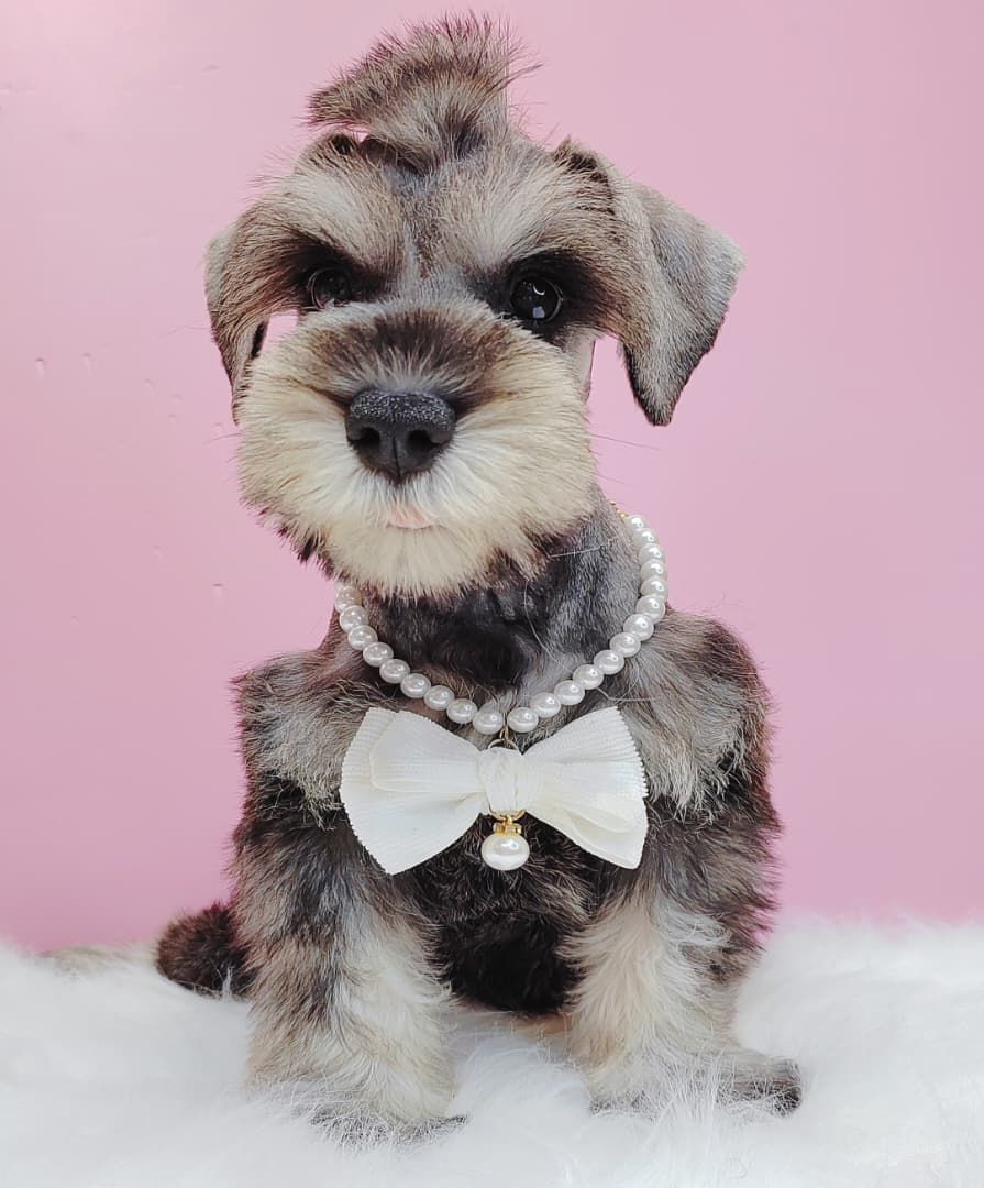Schnauzer 雪纳瑞