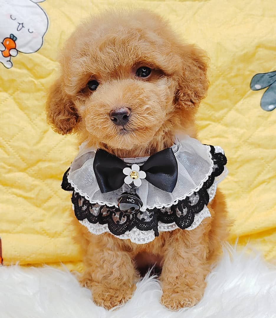 Poodle 璐靛娉拌开