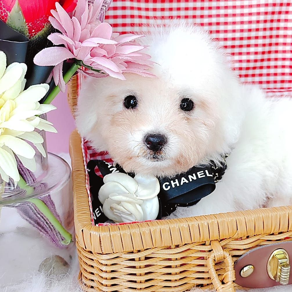 Bichon Frise 比熊