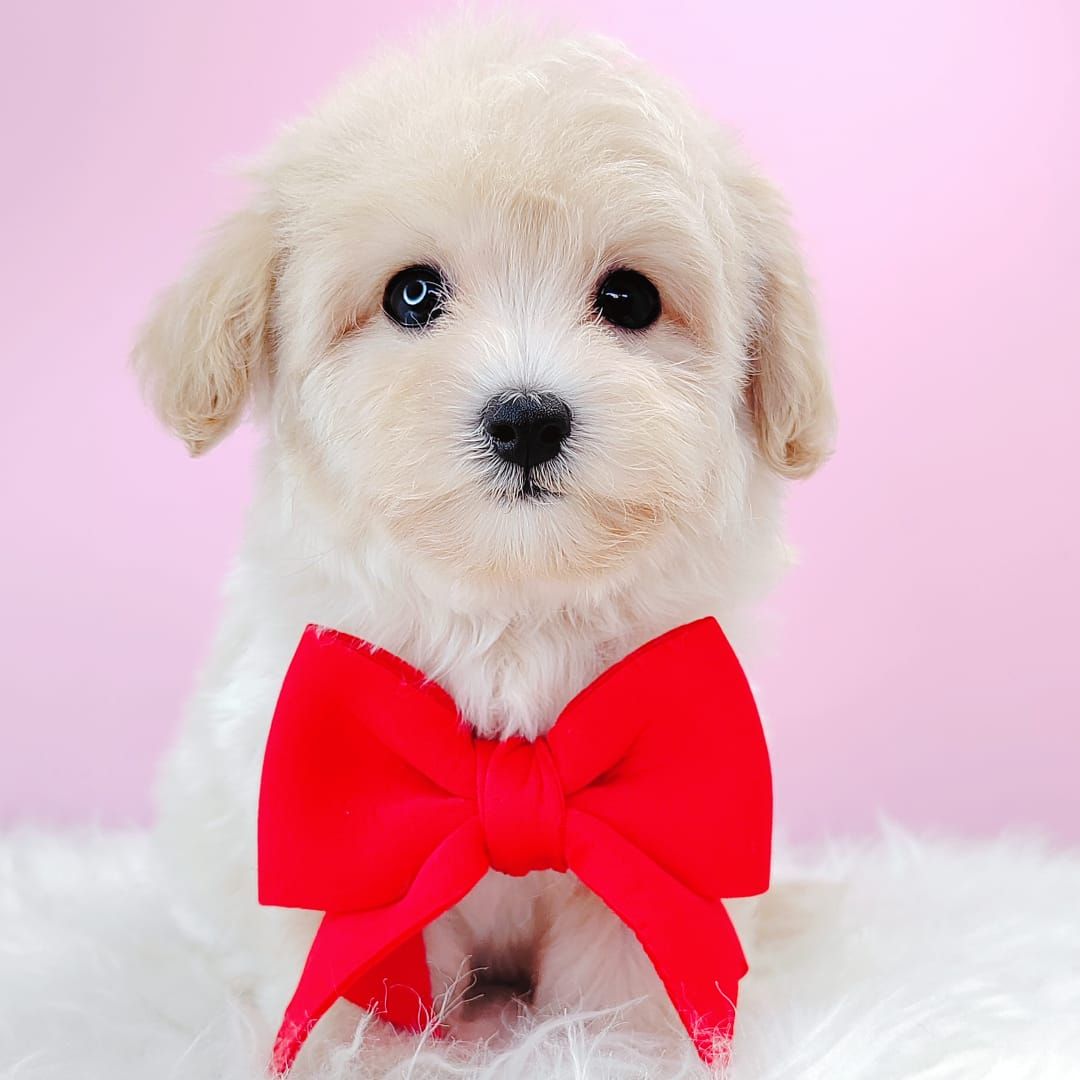 Maltipoo 马尔泰迪