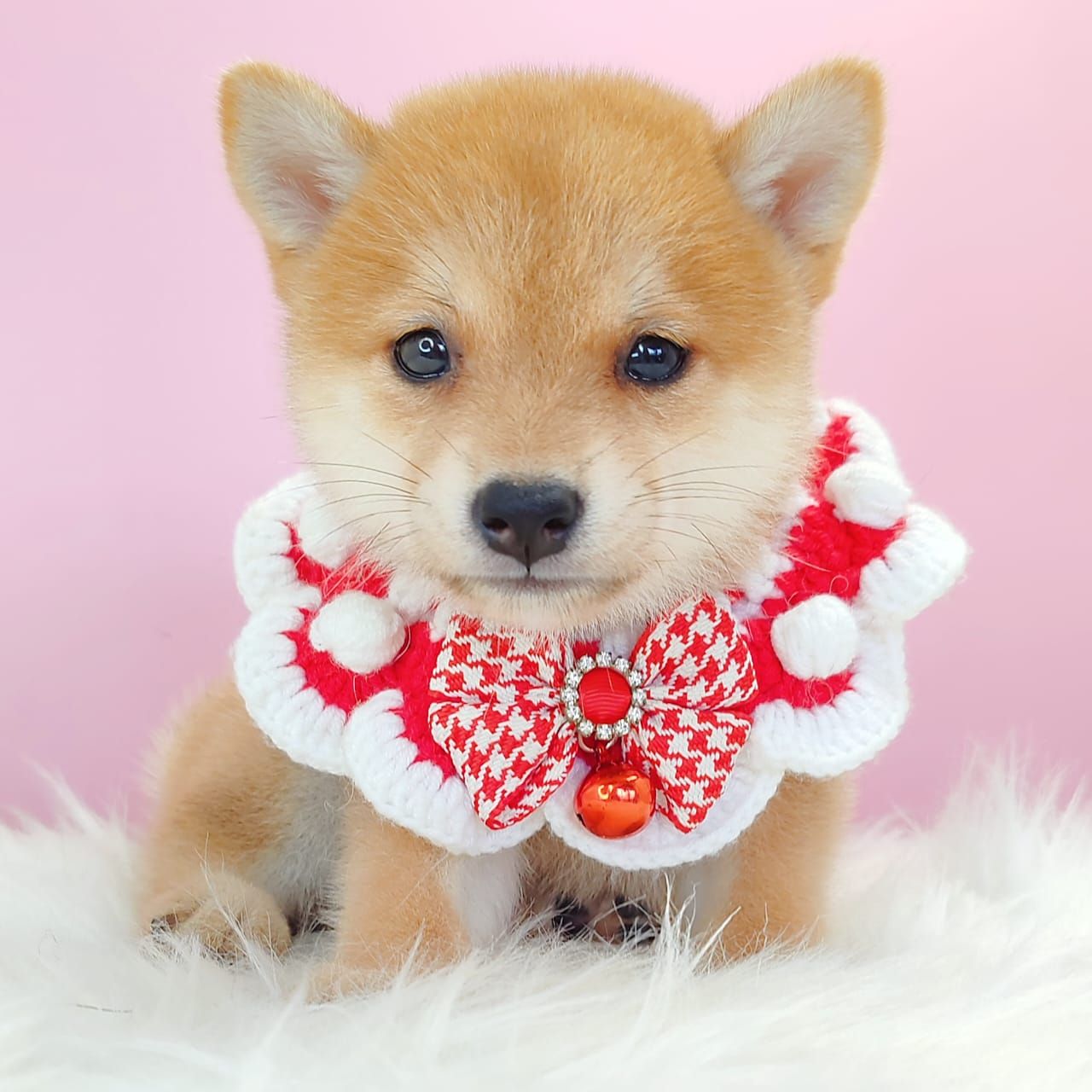 MameShiba Inu 豆柴柴犬