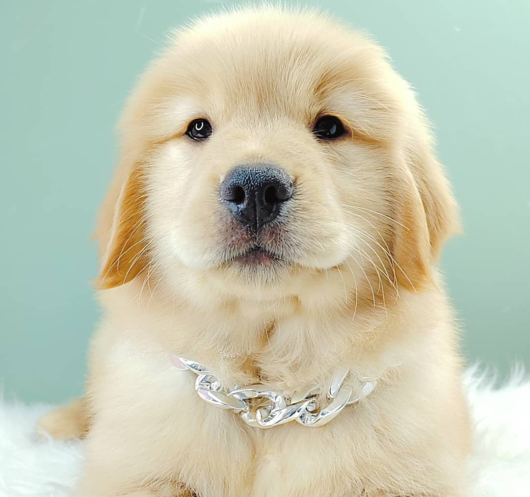 Golden Retriever 黄金猎犬