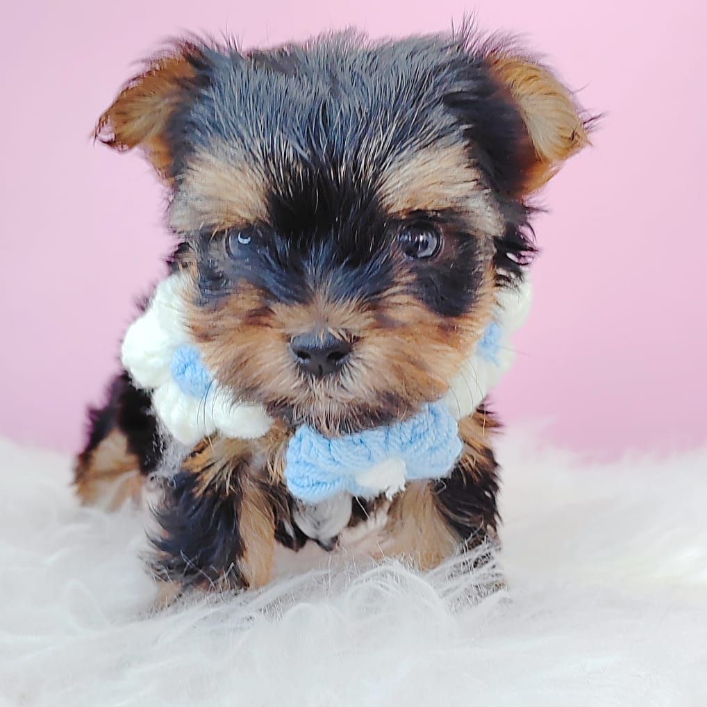 Yorkshire Terrier 约克夏