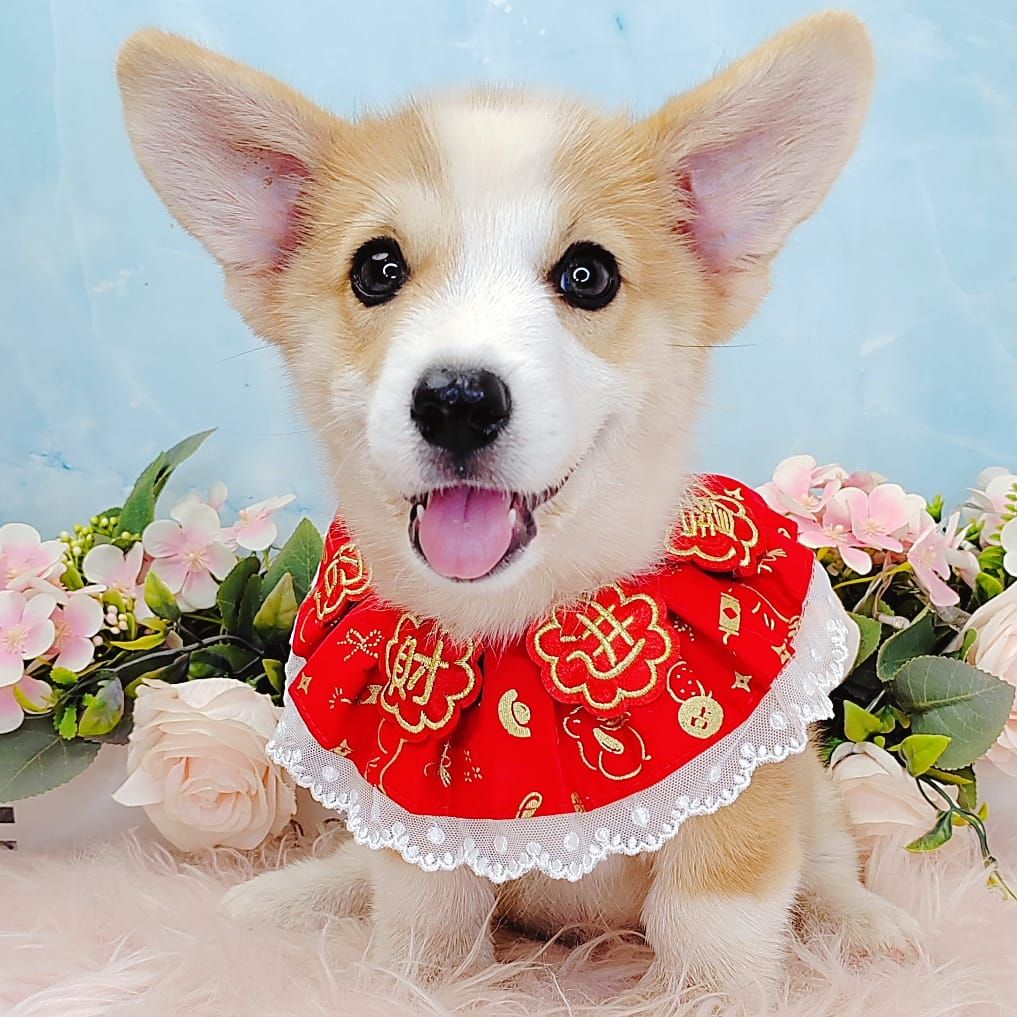 Welsh Corgi 柯基
