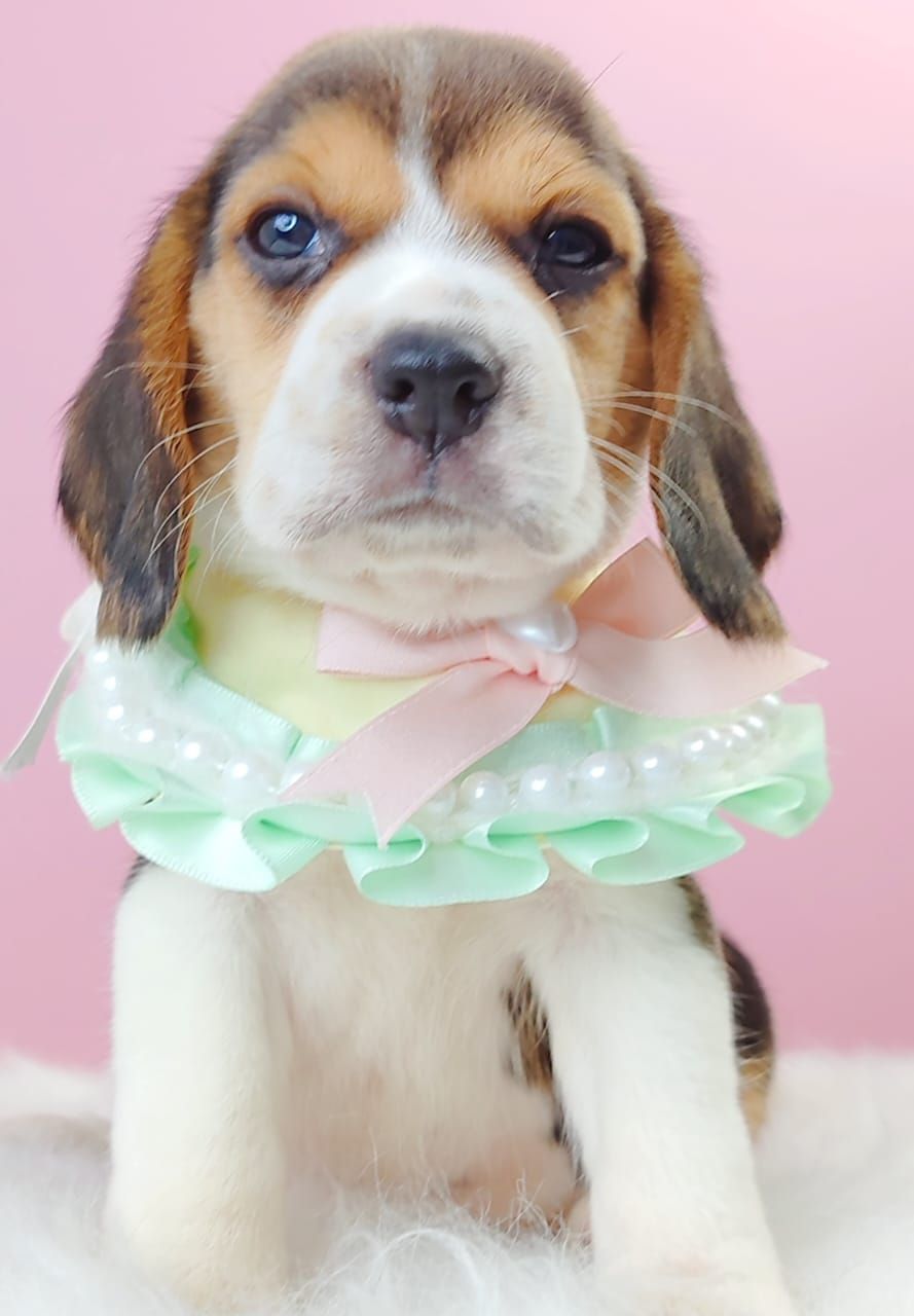 Beagle 米格鲁
