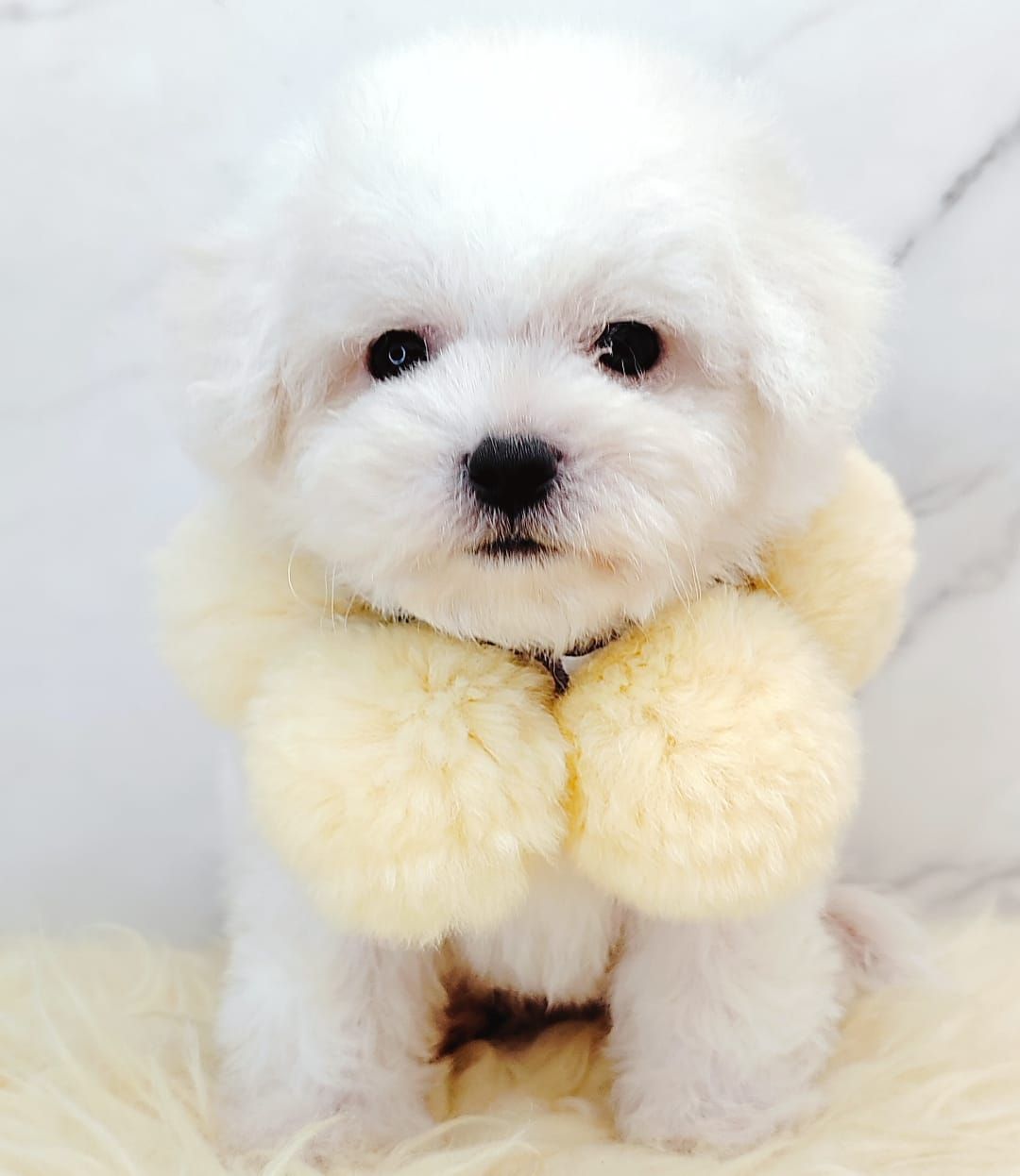  Bichon Frise 比熊