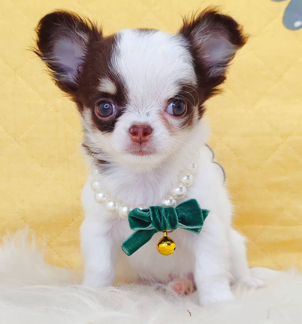 Chihuahua 吉娃娃