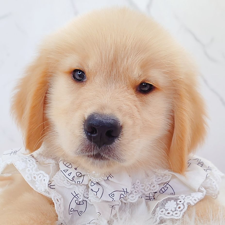 Golden Retriever 黄金猎犬