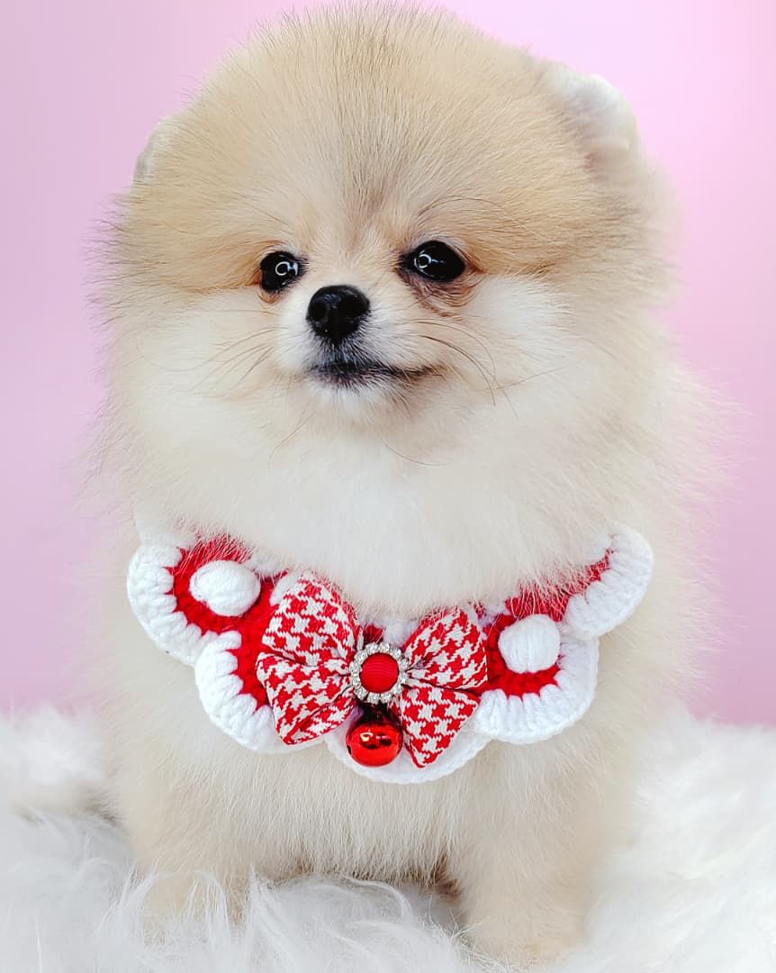 Pomeranian 博美