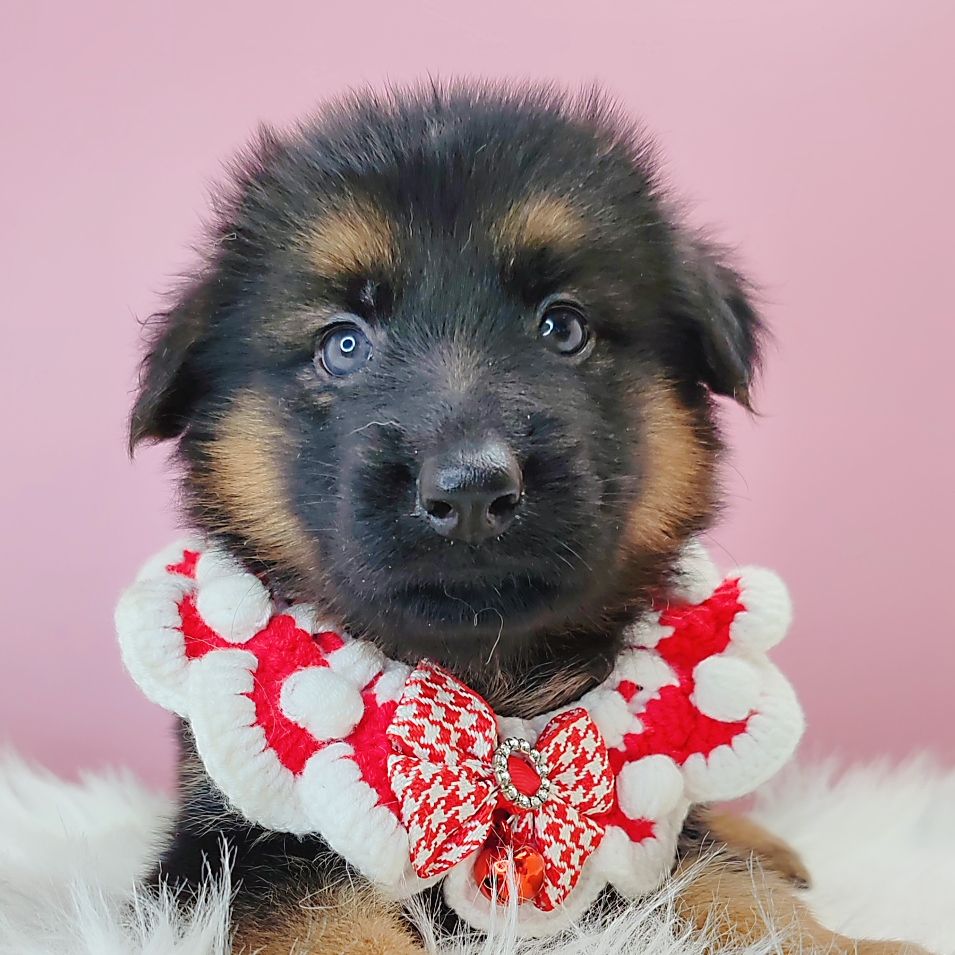 German Shepherd 德国牧羊犬