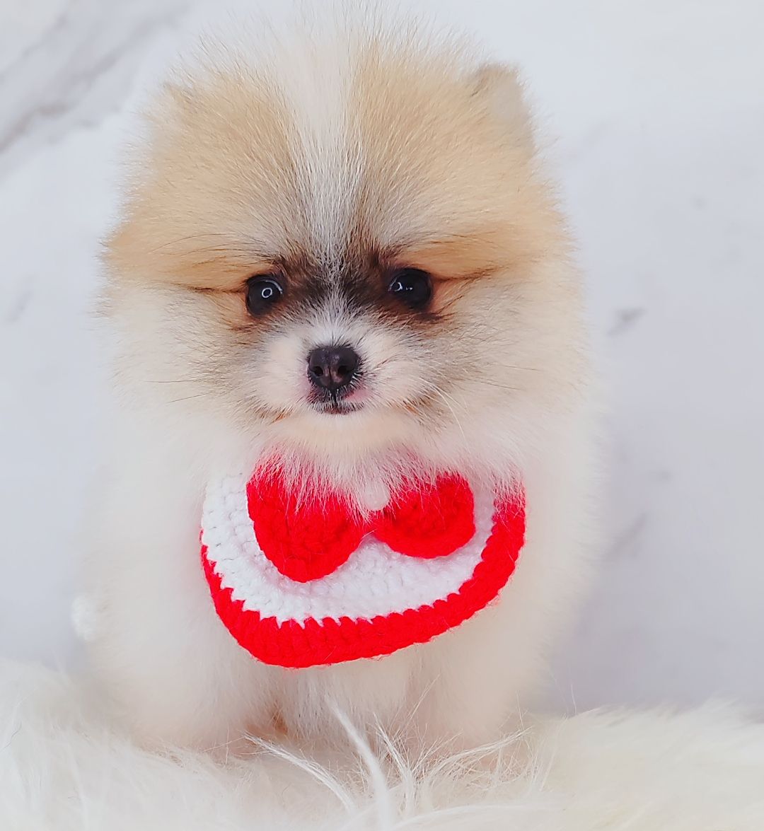 Pomeranian 博美