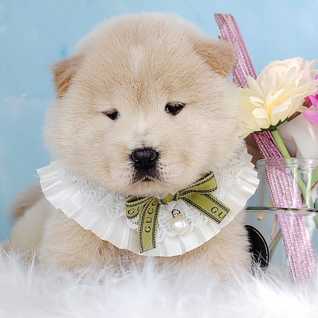 Chow Chow 松狮犬