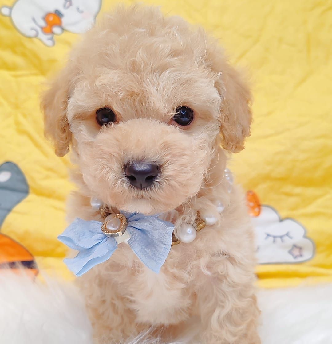 Maltipoo 马尔泰迪