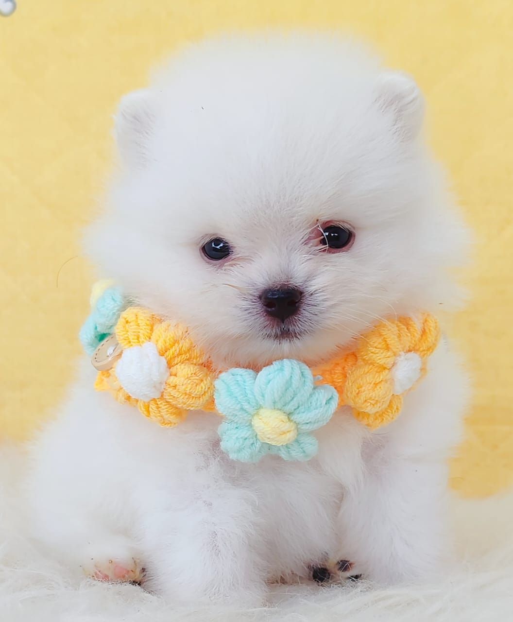 Pomeranian 博美