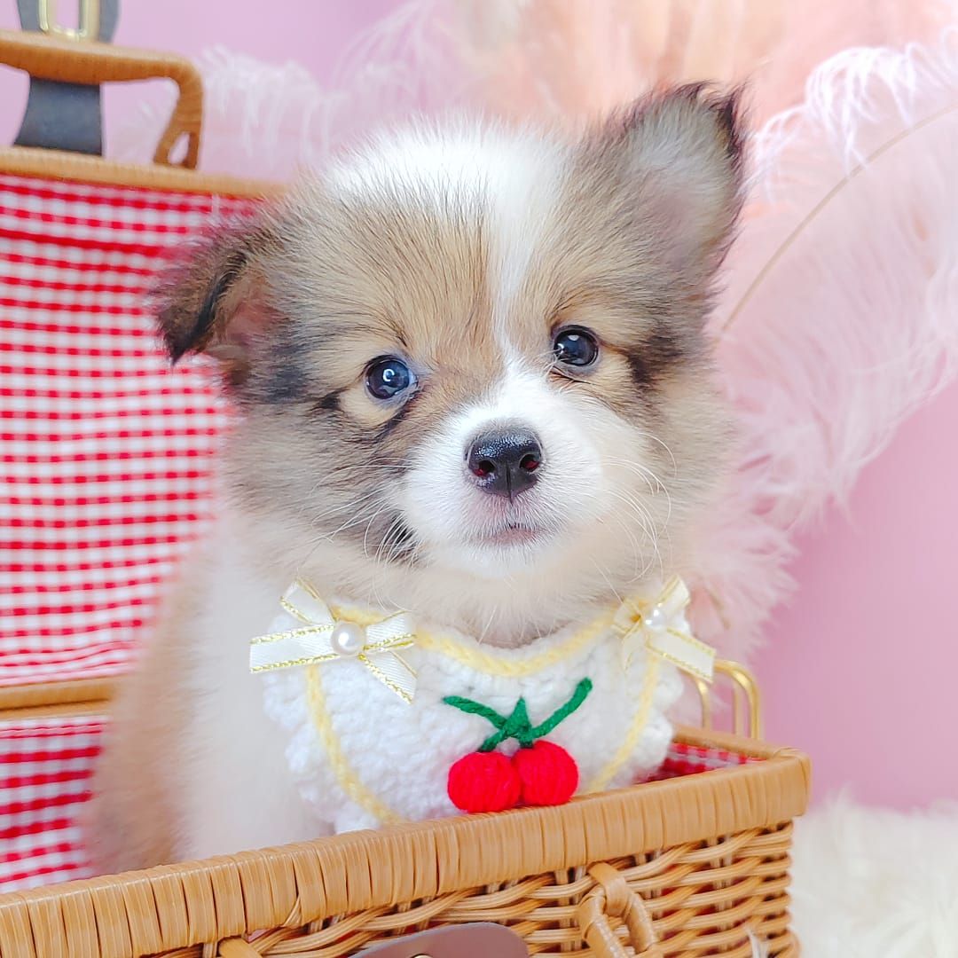 Welsh Corgi 柯基