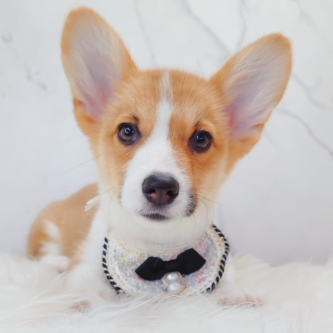 Welsh Corgi 柯基