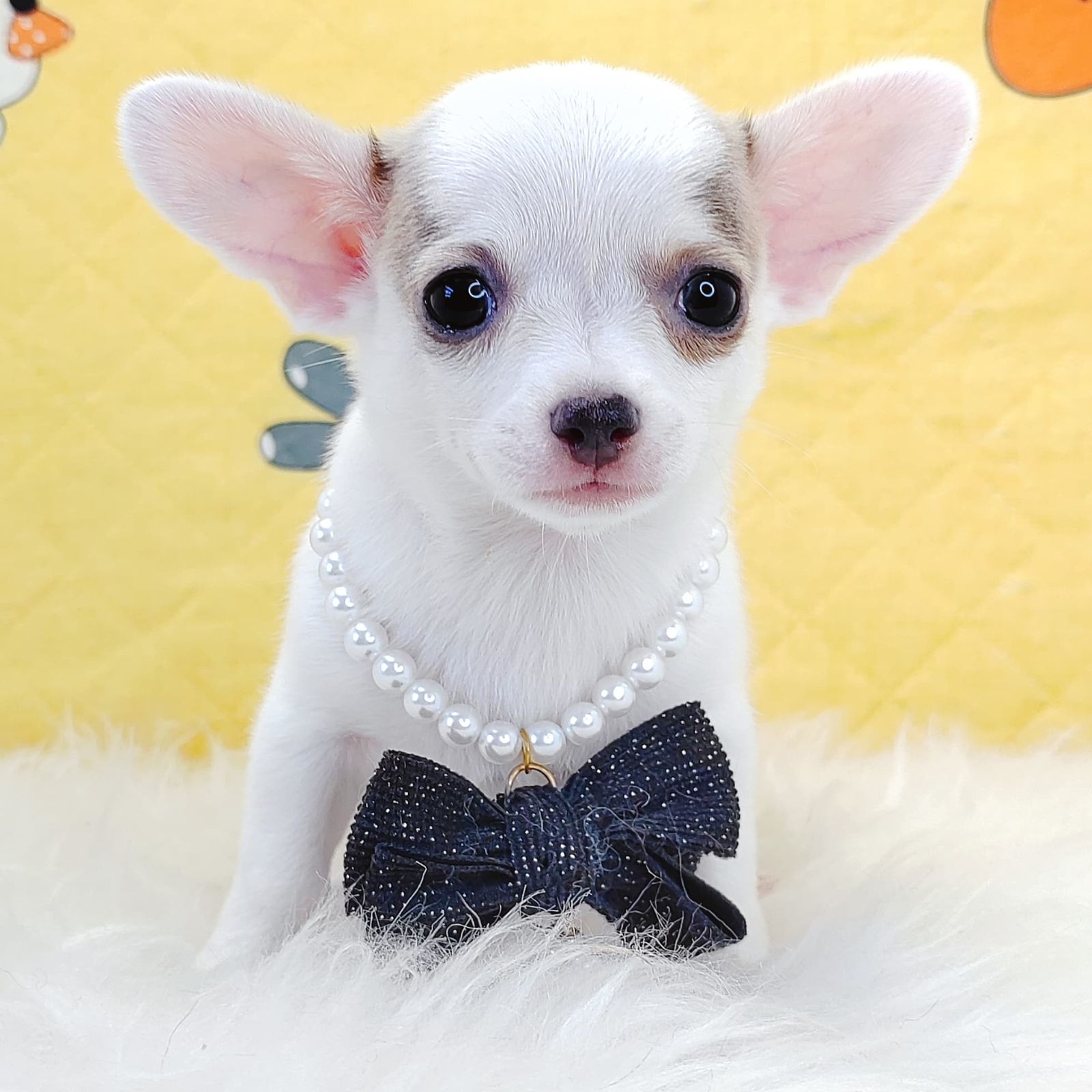 Chihuahua 吉娃娃