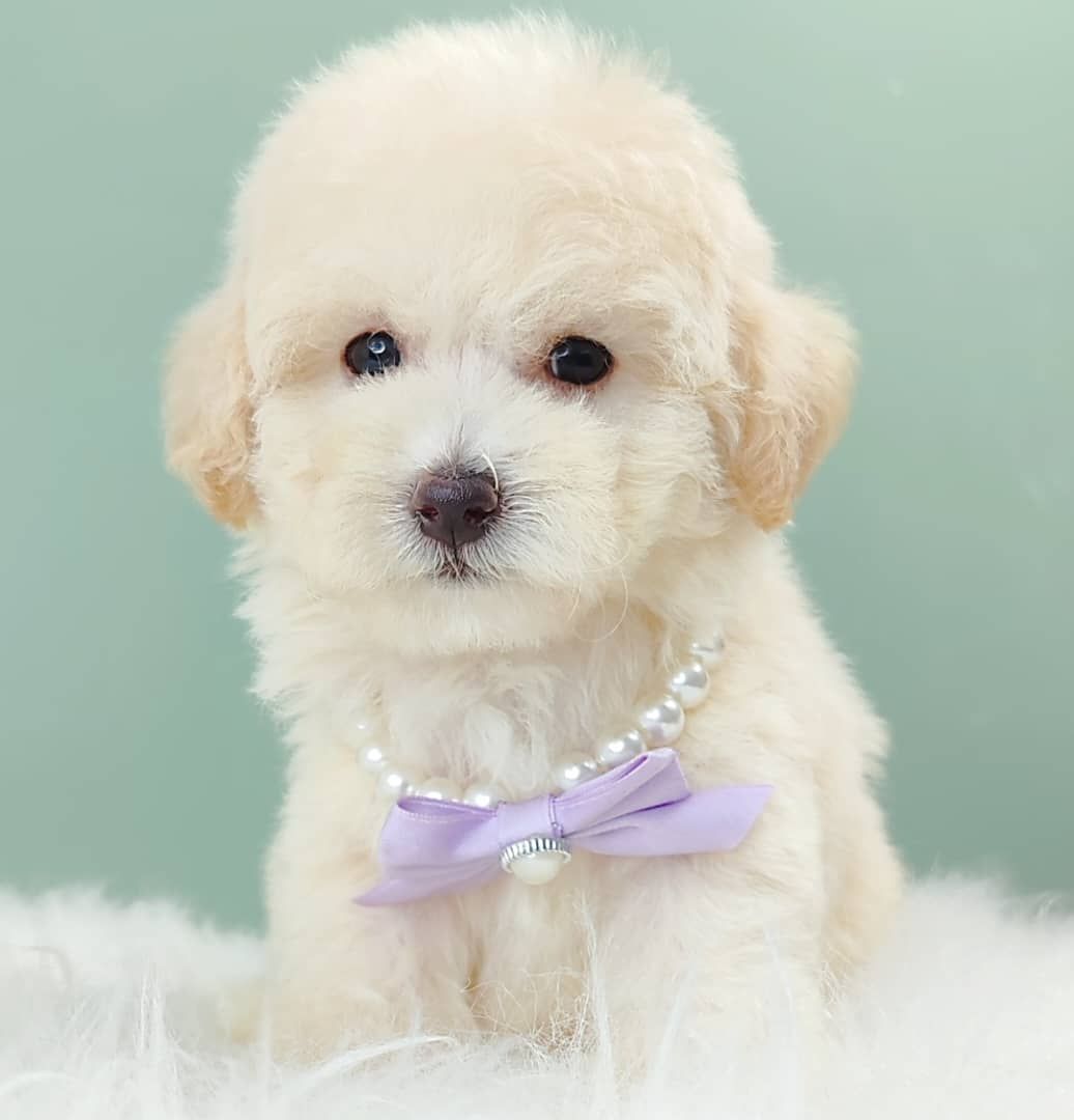 Maltipoo 马尔泰迪