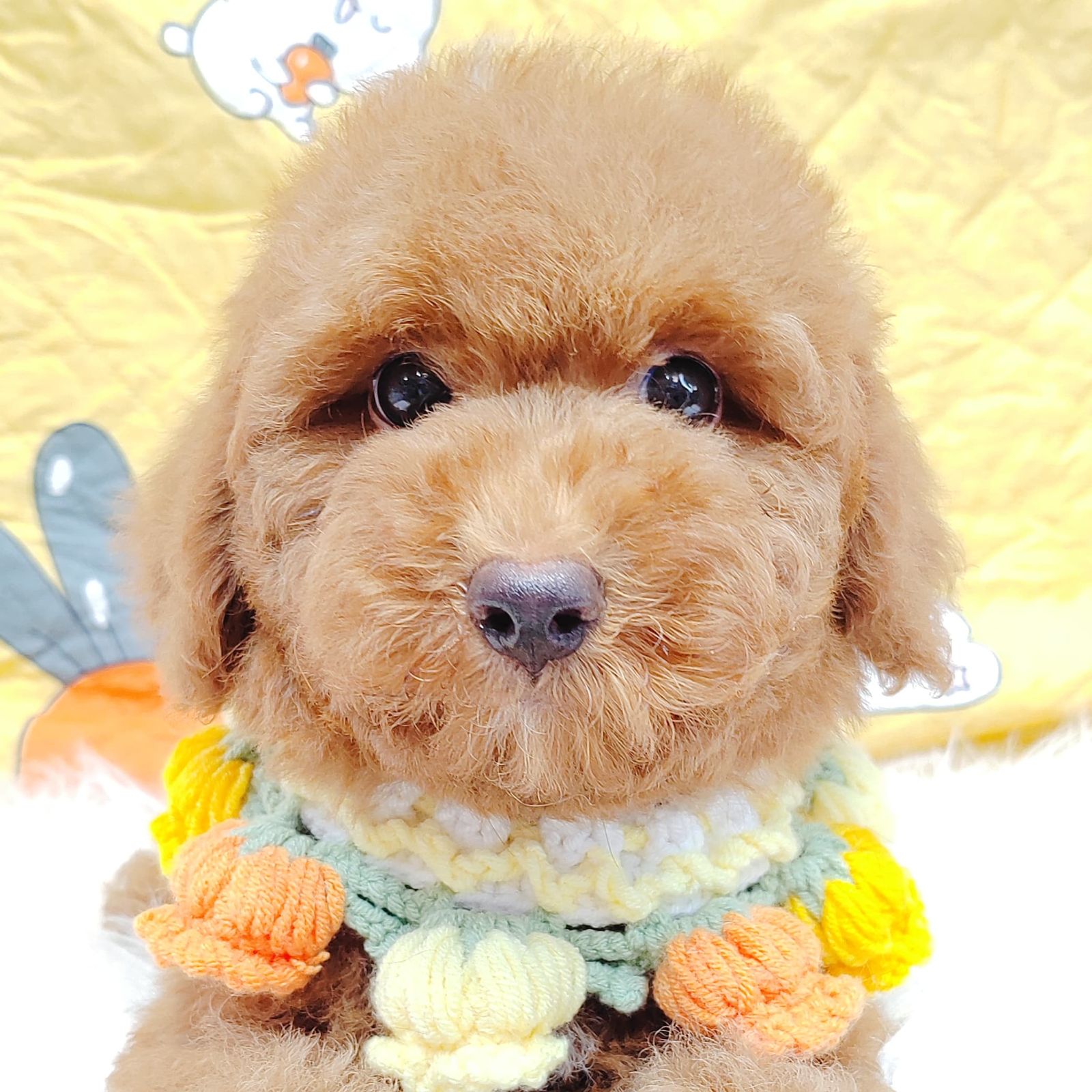 Poodle 璐靛娉拌开