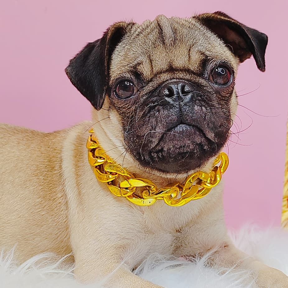 Pug 巴哥