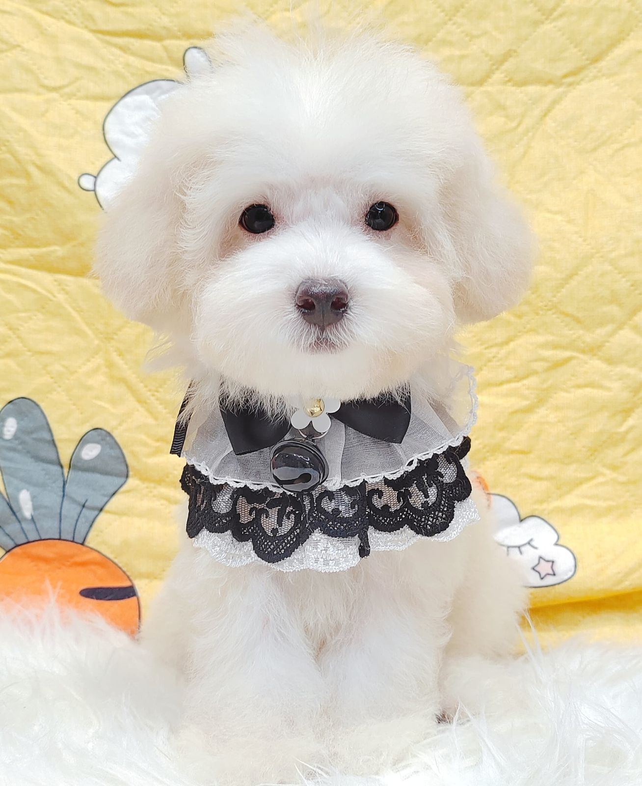 Maltipoo 马尔泰迪