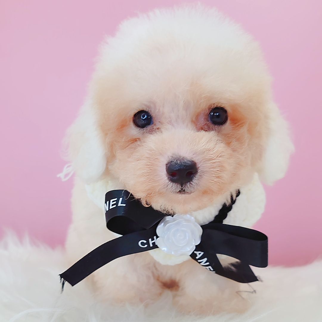 Poodle 娉拌开璐靛