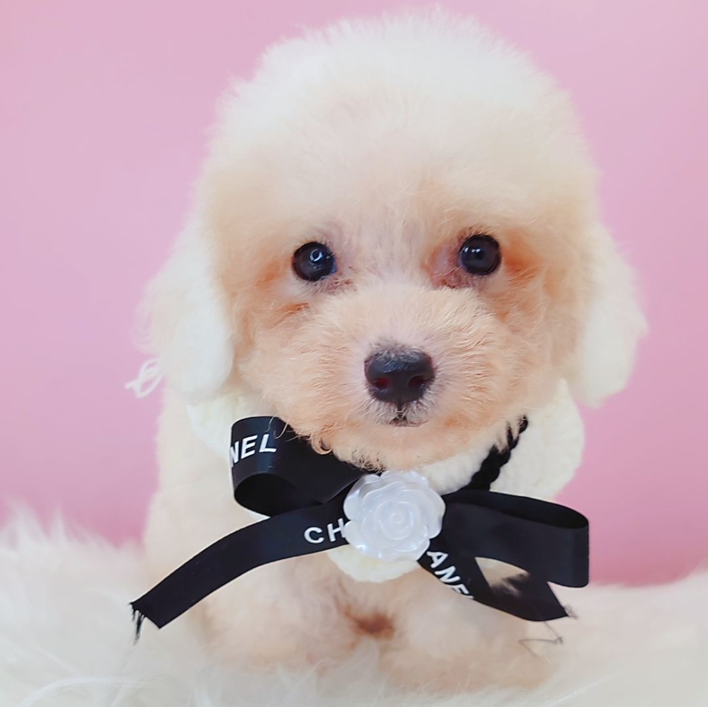 Poodle 娉拌开璐靛