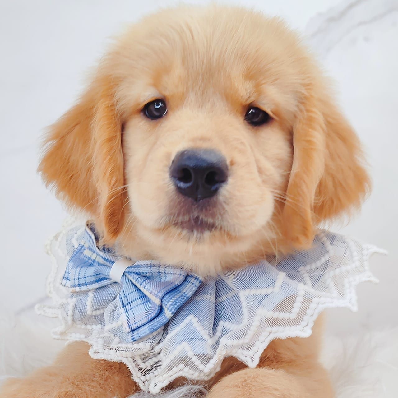 Golden Retriever 黄金猎犬