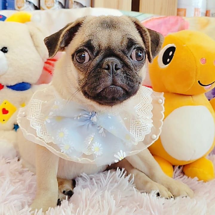 Pug 巴哥