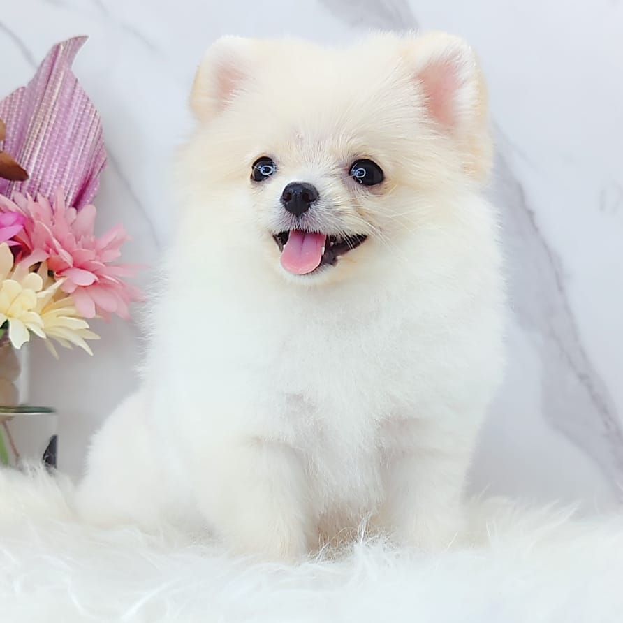 Pomeranian 博美