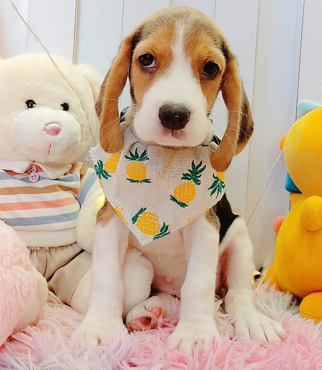 Beagle 米格鲁
