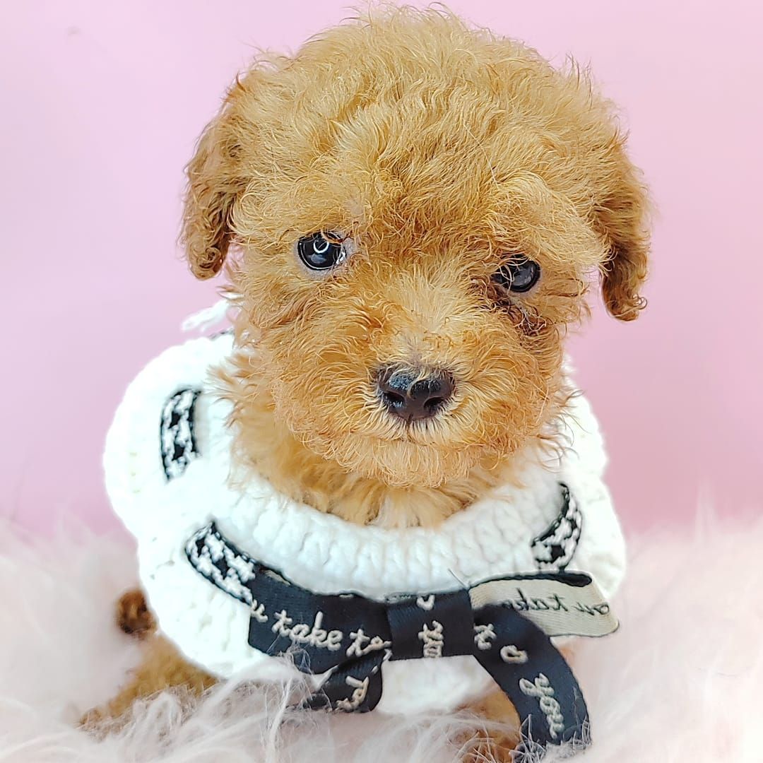 Poodle 娉拌开璐靛