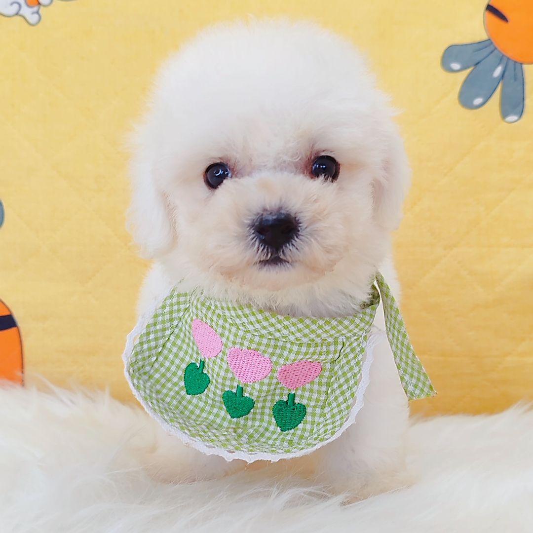 Bichon Frise 比熊