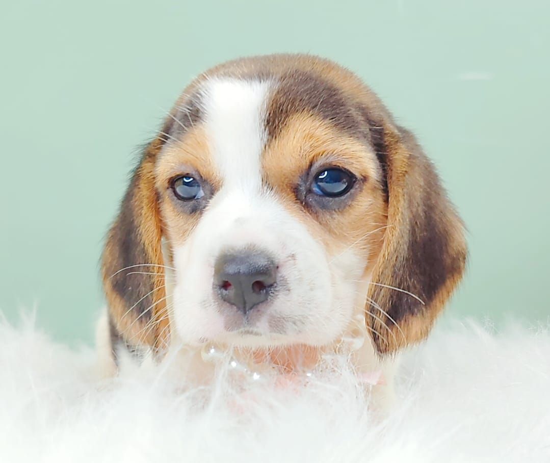 Beagle 米格鲁