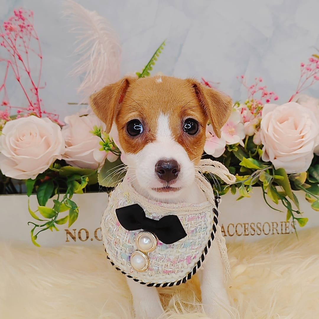 Jack Russell Terrier 杰克罗素梗